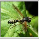 Physocephala rufipes - Dickkopffliege 05.jpg